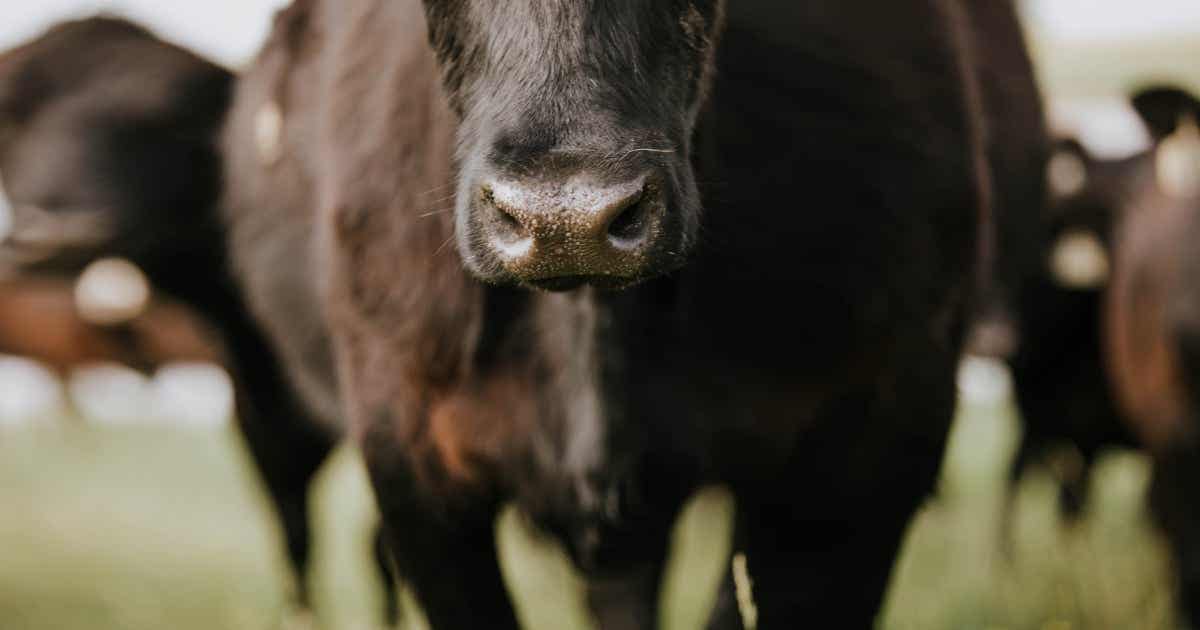 Alfalfa Forage Bites Cattle Treats Treats for Cows