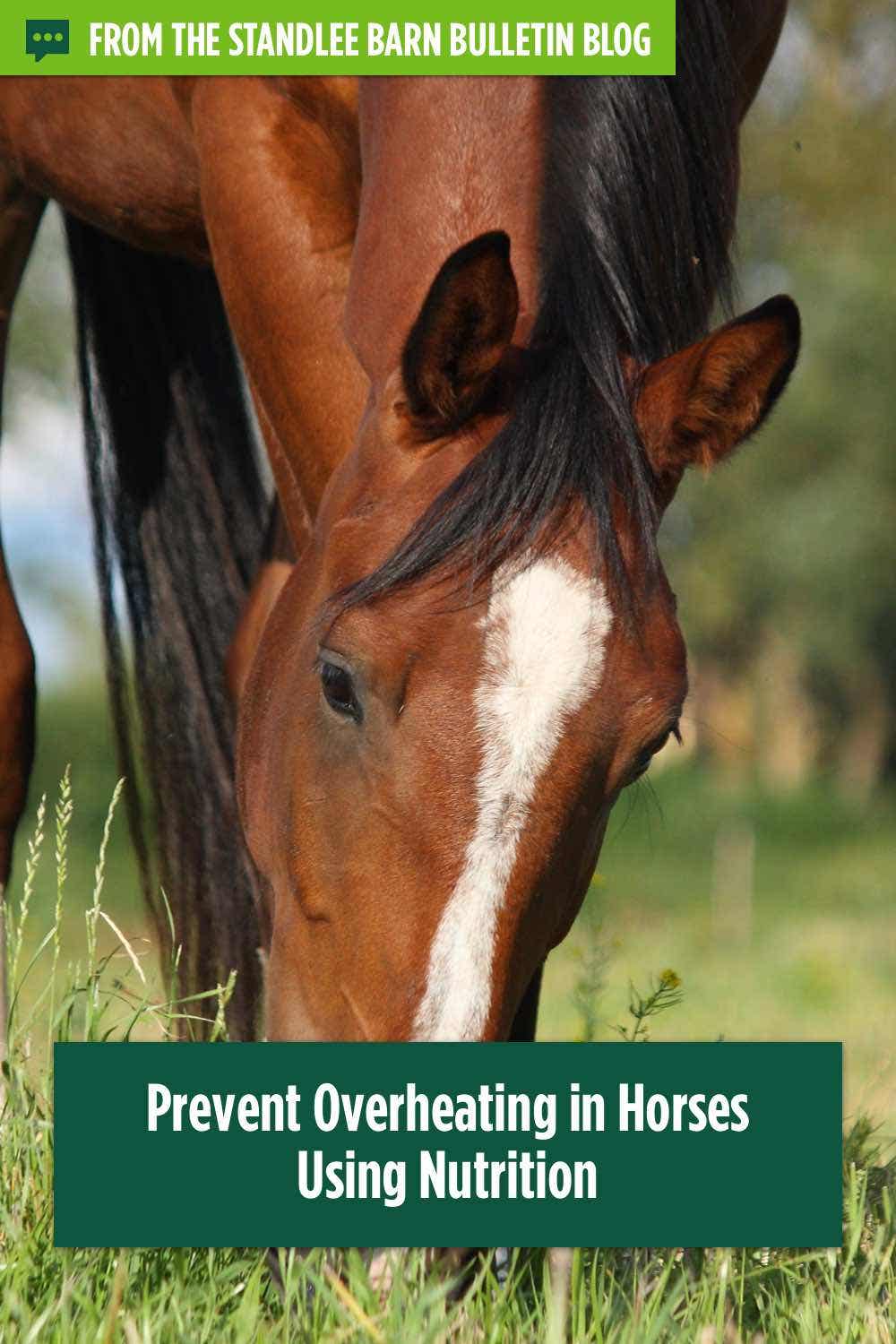 Prevent Overheating in Horses Using Nutrition