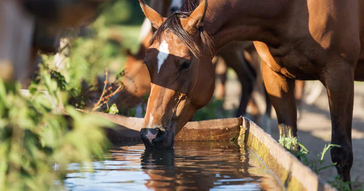 What about water when traveling with your horse?