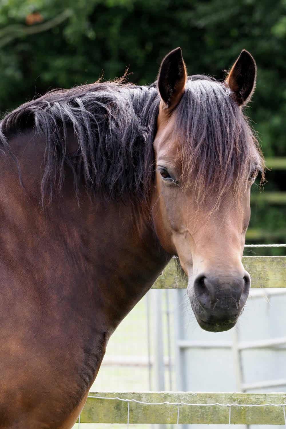 Cresty Neck A Precursor to Metabolic Disease in Horses