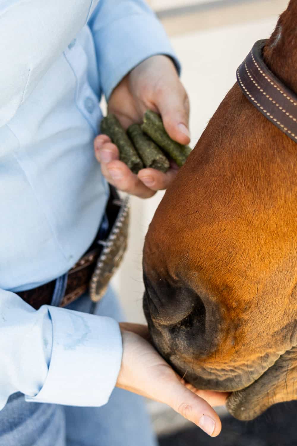 Pâturage - Un lieu où le cheval redevient un vrai cheval - Au Coeur des Chevaux par WebEquitation