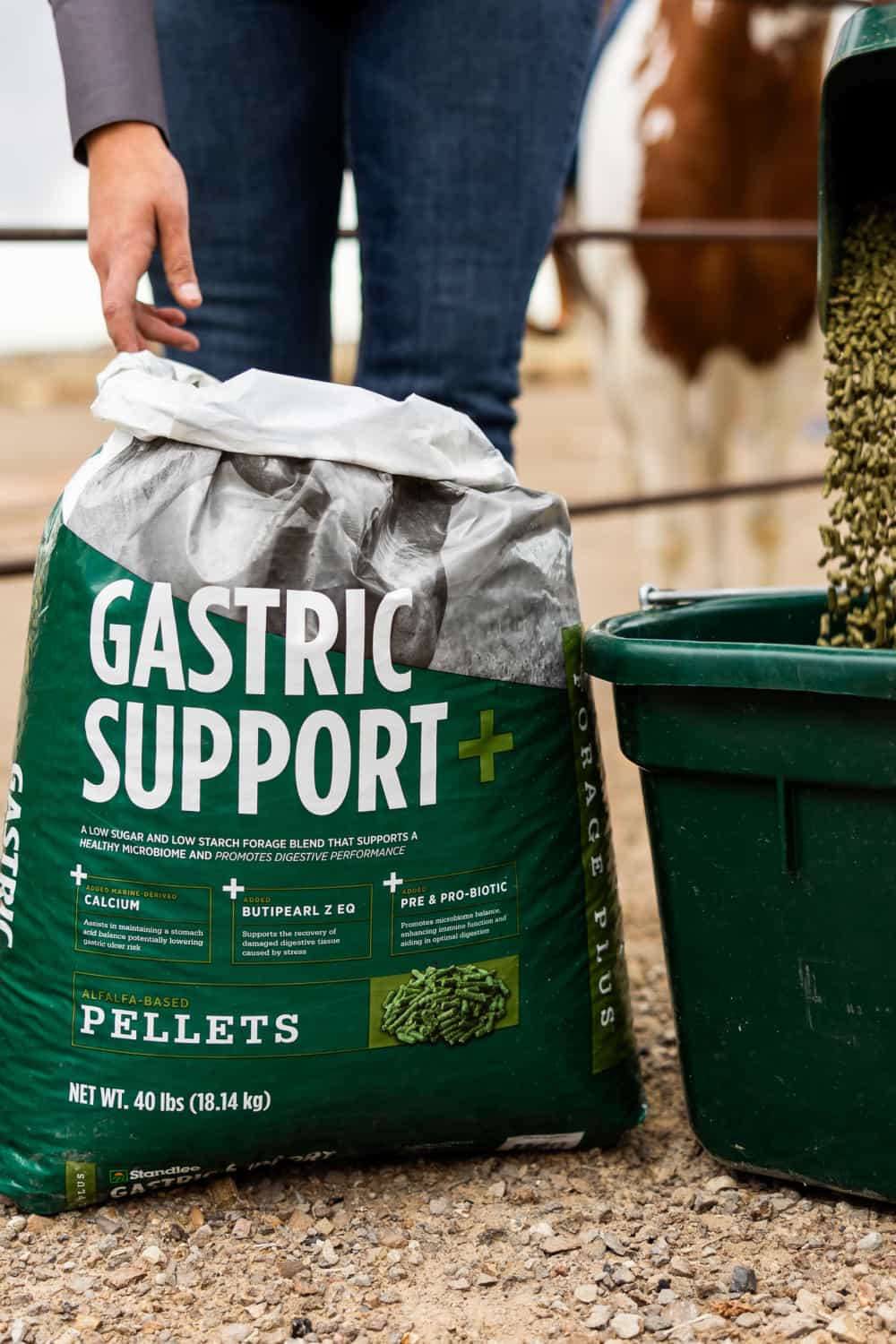 Understanding Gastric Health in Horses and Feed Management