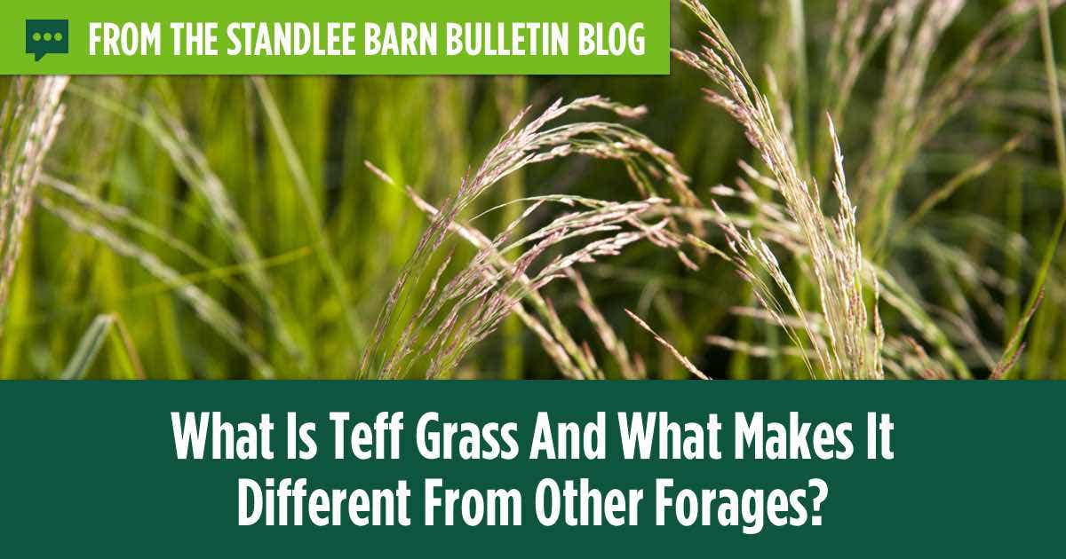 What is Teff Grass? Ideal Forage for Horses.