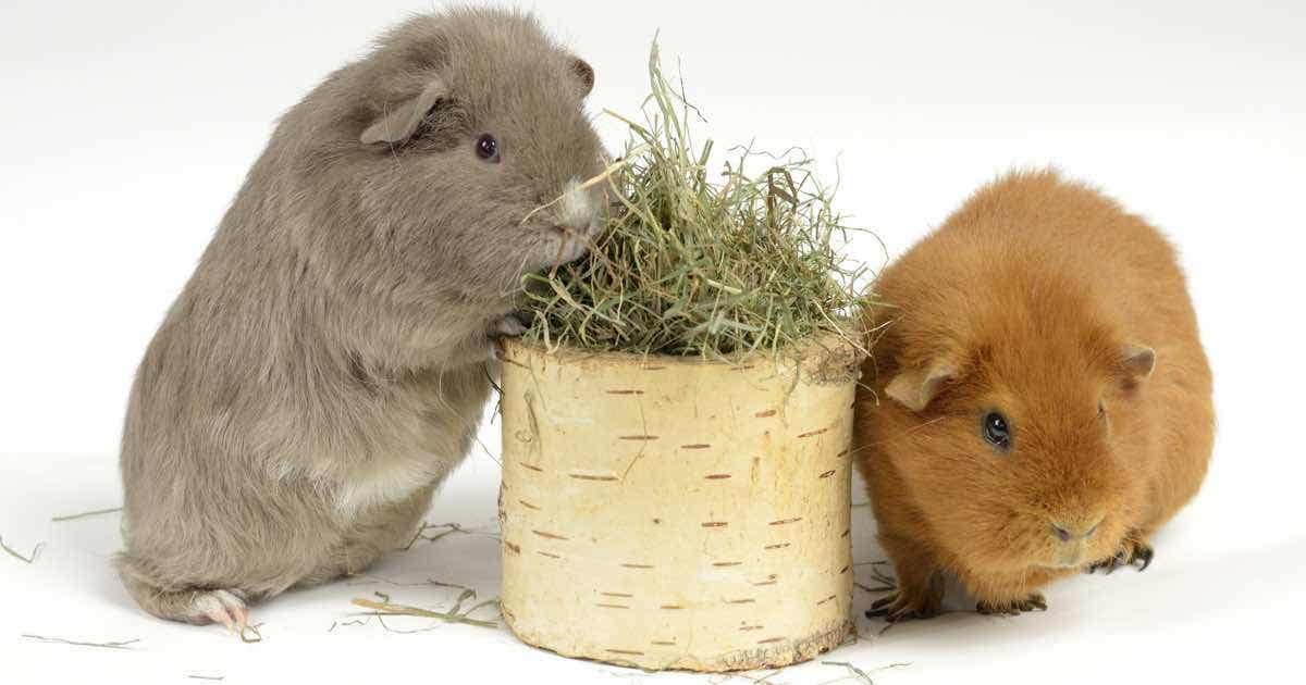 Can guinea pigs eat hotsell horse hay