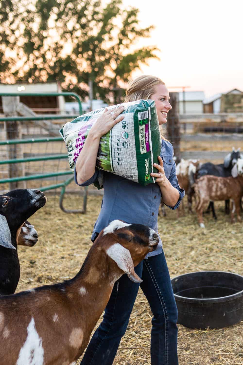 Automatic goat cheap pellet feeder