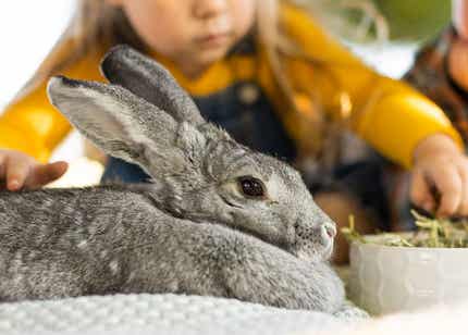 Young girl feeding rabbit