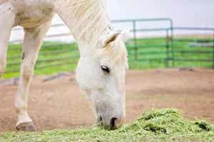 Horse eating alfalfa