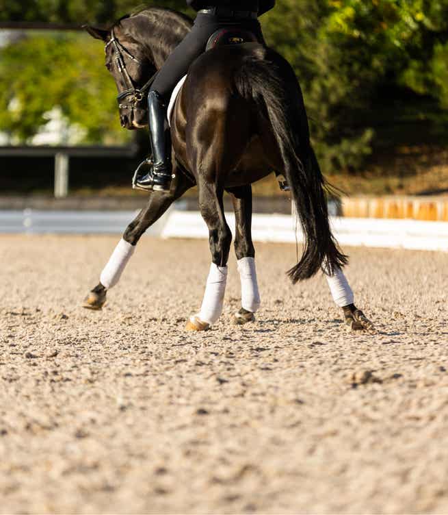 Dressage horse