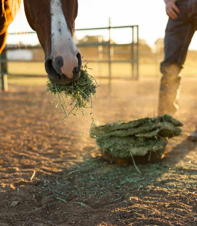 Horse eating