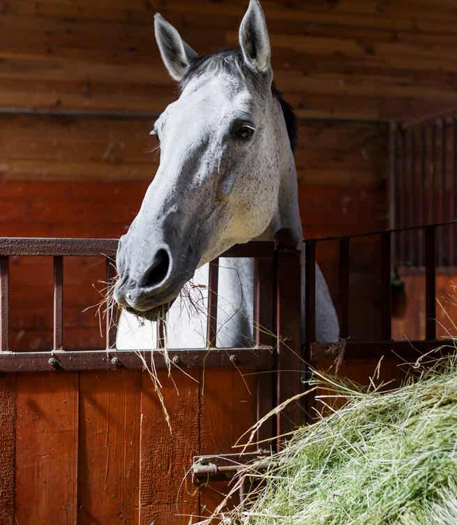 Horse eating in a barn