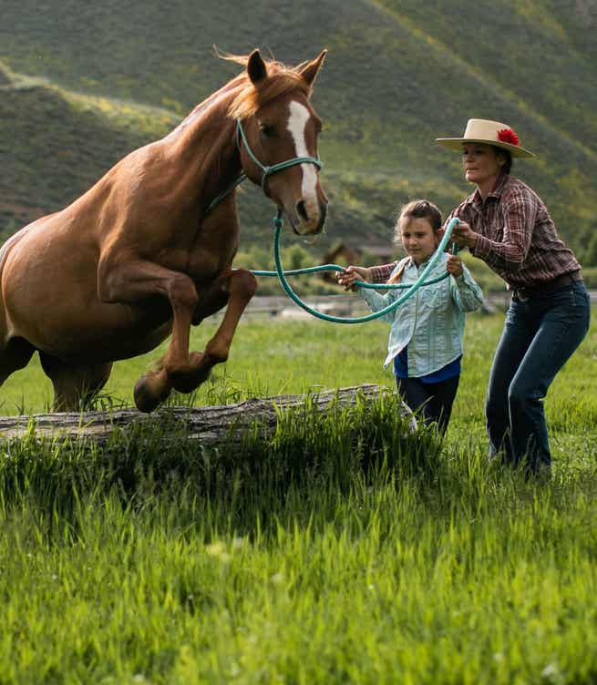 Horse jumping a log