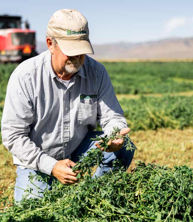 Man in a field inspecting forage