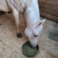 Caz the Unicorn eating Standlee Forage